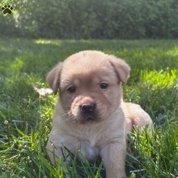 Charlie, Yellow Labrador Retriever Puppy